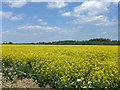 Field of oil seed rape