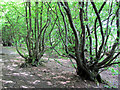 TL2418 : Pollarded Hornbeam Trees on Mardley Heath by Chris Reynolds