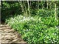 Wild Garlic by woodland path