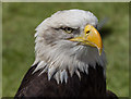 Bald Eagle at the Hertfordshire Showground 2013