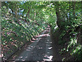 Tree Lined Road, Innham Hill, near Harrow Cross