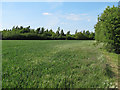 Arable land near Runalong Farm, Sible Hedingham