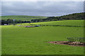 Sheep near Alnham