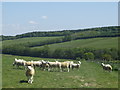 Sheep and fields near Poppinghole Road