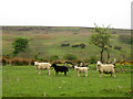 NU1227 : A line up of sheep near Lucker Moor by Graham Robson