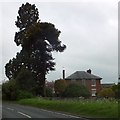 Trees at Adelaide Lodge, Ombersley