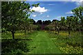 SJ4160 : Eaton Hall Kitchen Garden Orchard by Jeff Buck