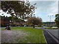 Cherry blossom time, Selborne Road, Leek