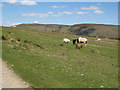 SO1975 : Sheep pasture by Jonathan Wilkins