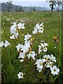 Meadow with meadow saxifrage in flower