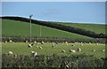 South Hams : Sheep Grazing