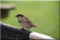 Sparrow at the cafe in Holy Island