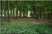SU5542 : Rownest Wood by Mr Ignavy