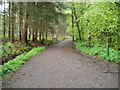 Path in Templeton Woods