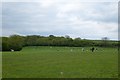 Field of Cows