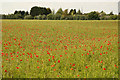 Poppies in a meadow