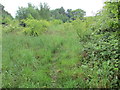 Path through scrubland