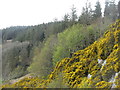 Gorse and forestry at Tormore