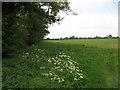 Field edge boundary below Downthorns Farm