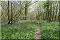 The Saxon Shore Way through bluebells in Curtis Wood