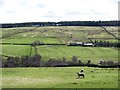 The valley of Nookton Burn around Wagtail