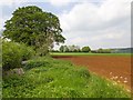 Fields near Savee Farm