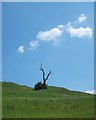 Dead tree overlooking Pinch Mill Farm