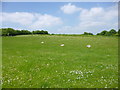 Rockbourne, sunbathing sheep