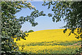 Springtime near Harnham Farm