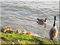 Family of geese by the Thames