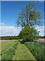 Footpath from Gannochy to Quarrymill Woodland Park