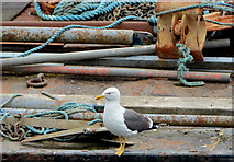 J3474 : Lesser black-backed gull, Belfast (2) by Albert Bridge