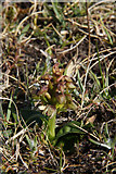 HP6410 : Frog Orchid (Coeloglossum (= Dactylorhiza) viride), Keen of Hamar by Mike Pennington