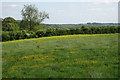 Footpath across the meadow