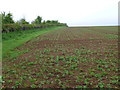 Bean Field near Williamscot