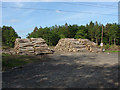 Swinley Forest log piles