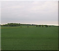 Crop field, Blankney