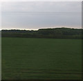 Crop field near Potterhanworth