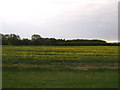 Oilseed rape crop south of Heighington