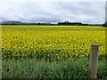 Rapeseed field, Ballyhenry West