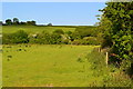 SU3739 : Edge of field at Cottonworth by David Martin