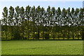 Line of trees close to River Test