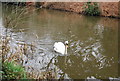 Swan, Basingstoke Canal