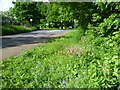 Roadside wild flowers on Watt