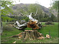 Felled Beech at Clovullin