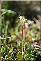 NJ3265 : Coralroot Orchid (Corallorhiza trifida) by Anne Burgess