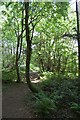 Footpath through Fern Hill Spinney