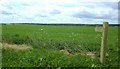 Farmland footpath