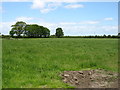 A field near Whitriggmoor House