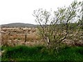 Meendamph Townland